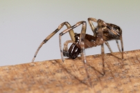 Un mle (Araneae - Theridiidae - Enoplognatha mandibularis)